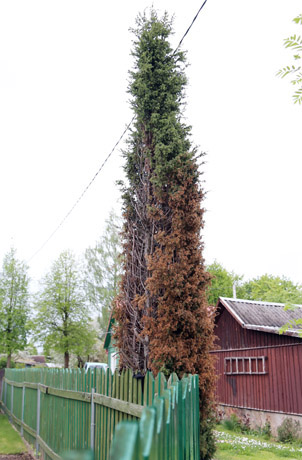 Cheminė ataka prieš kaimynų kadagį Cheminė ataka prieš kaimynų kadagį