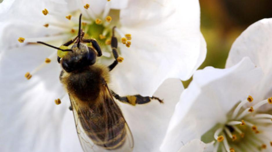 Vasaros pavojai – geliantys vabzdžiai, gyvatės, nuodingi grybai Vasaros pavojai – geliantys vabzdžiai, gyvatės, nuodingi grybai