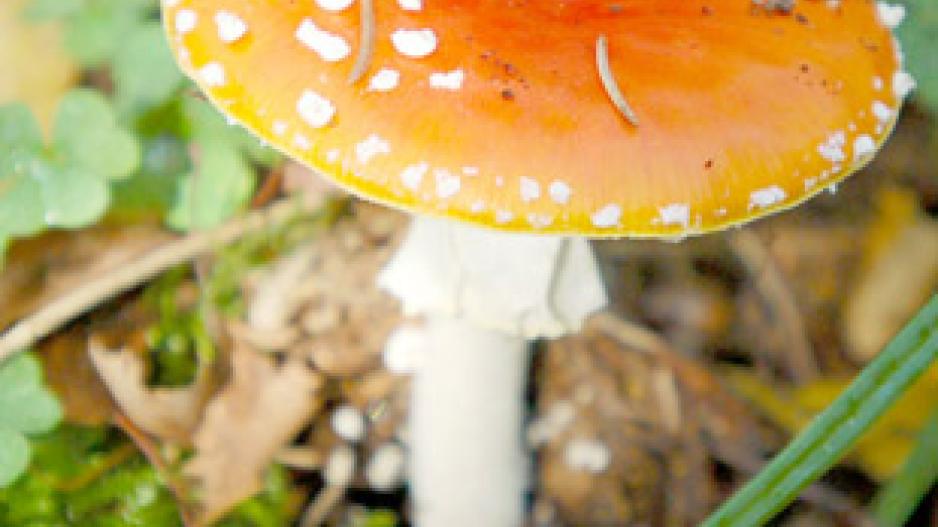 Grybai gali kainuoti gyvenimą Grybai gali kainuoti gyvenimą