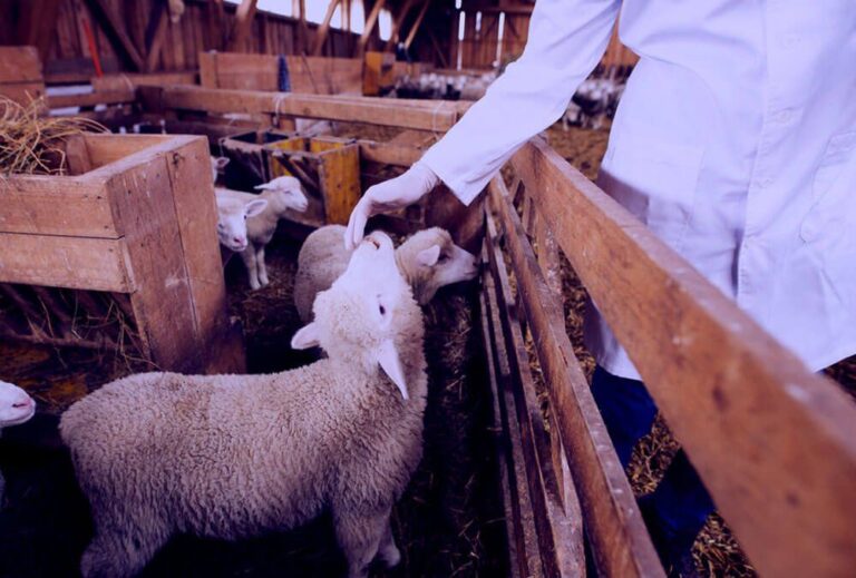 veterinarijosgydytojas